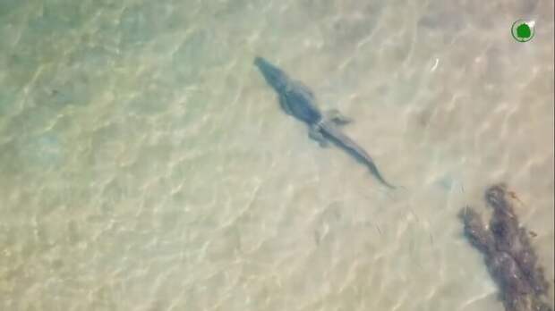 Гребнистый крокодил: как пресноводный хищник попал в океан и держит в страхе даже акул