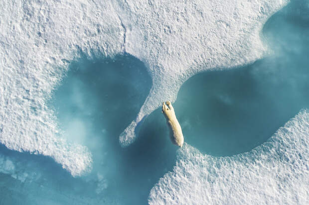 Лучшие кадры, которые прислали на фотоконкурс National Geographic Nature Photographer 2017