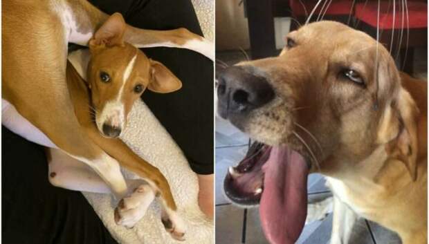 30 смешных фото с собаками, которые, кажется, поломались