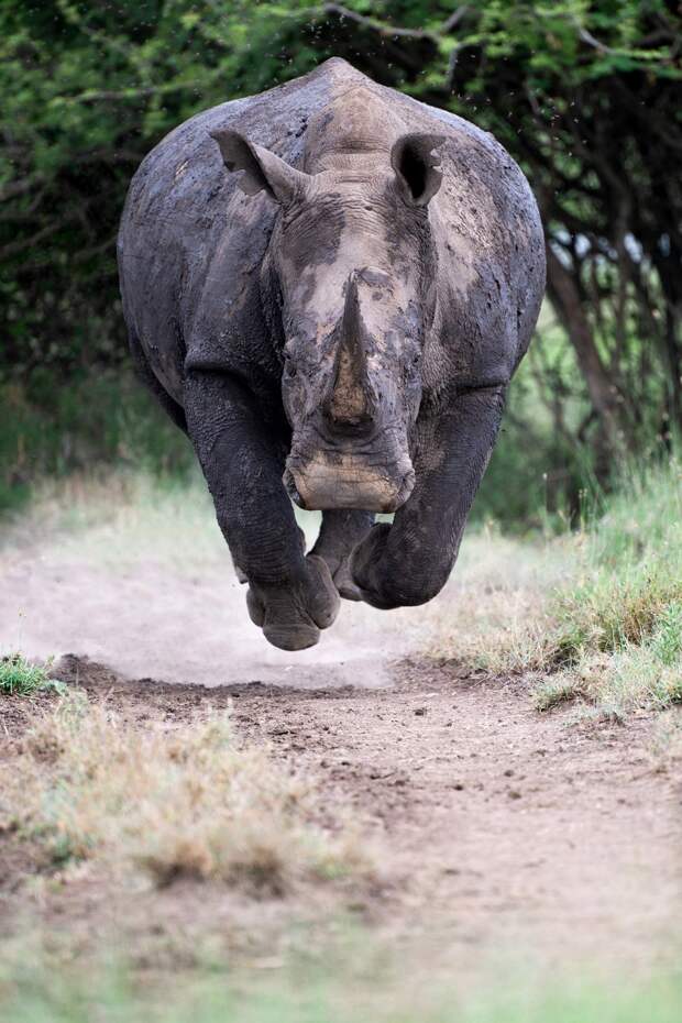 Разъяренный носорог бросился прямо на фотографа