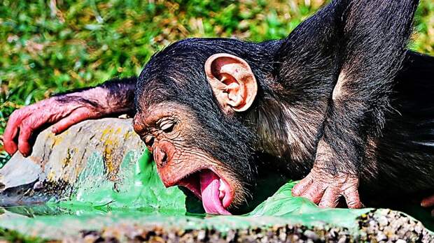 Шимпанзе - пьянчужки и воришки алкоголизм, животные, кайф, наркомания