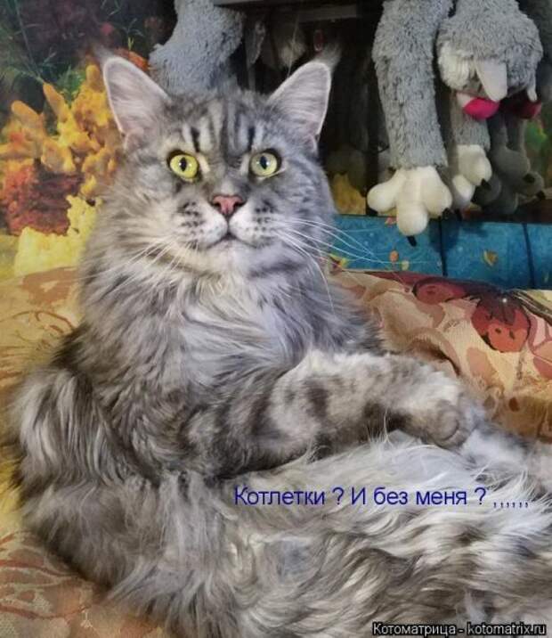 Лучшая котоматрица недели