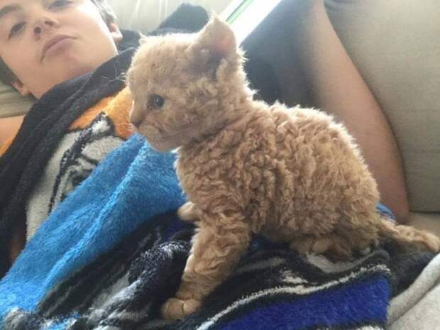 Кудрявый котенок породы селкирк-рекс прославился в твиттере