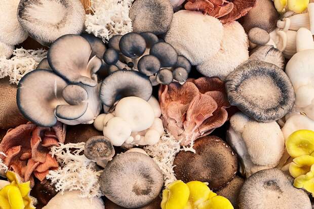 В Японии пенсионер съел ядовитые грибы по совету нейросети