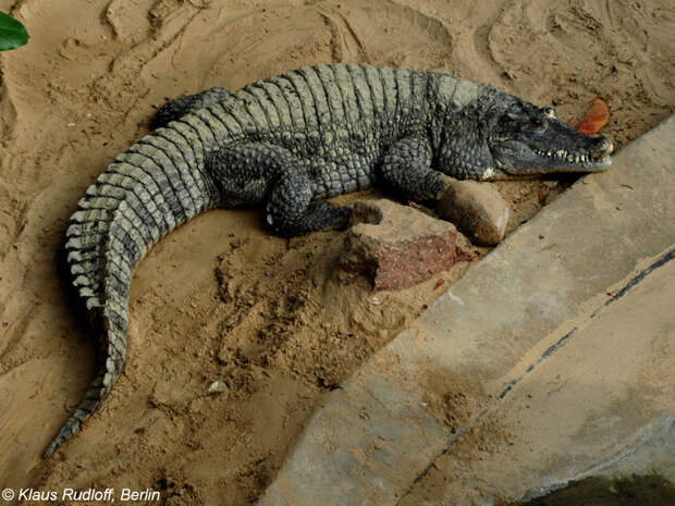 Новогвинейский крокодил (Crocodylus novaeguineae) животные, интересно знать, крокодил, факты