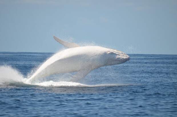 Migaloo-Albino-Whale
