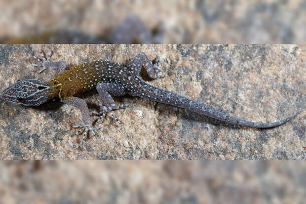 ZooKeys: в Индии обнаружили неизвестную разновидность ящериц с узорчатой чешуей