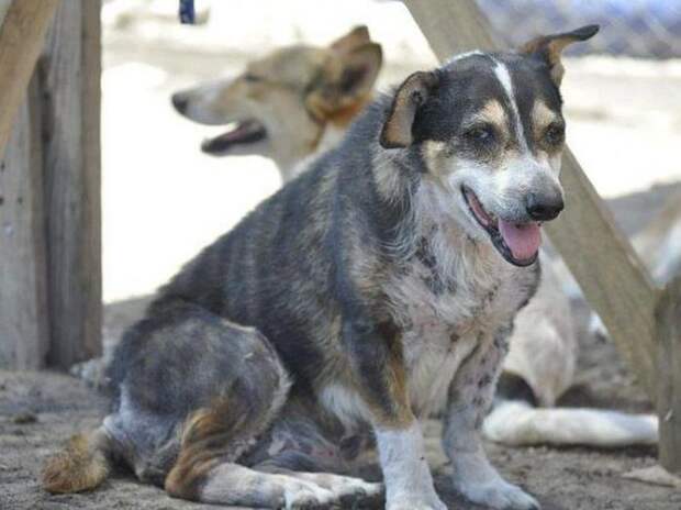 Спасенные собаки: "до и после" собака, животные, спасение