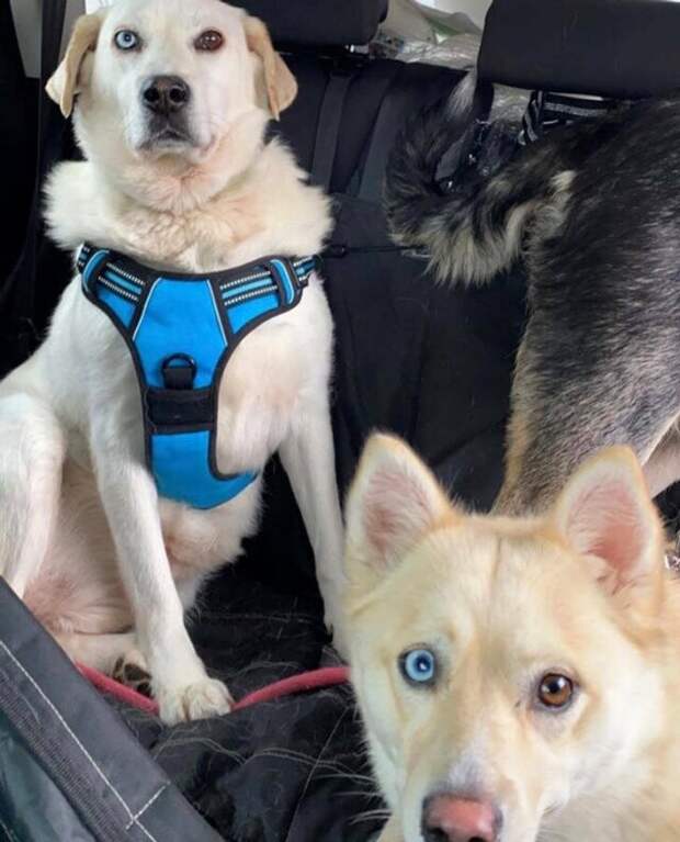 Неожиданные сходства и случайные совпадения на снимках