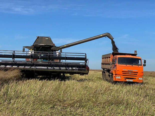 Новосибирская область укрепила лидерство в экспорте гречихи, овса и рыбы
