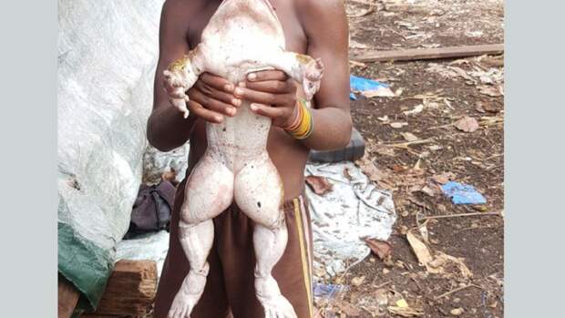 Мужчина нашел лягушку размером с младенца