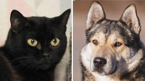 Котопёс недели: возьмите из приюта нежного пса Волчка или кошку-роскошку Брауни