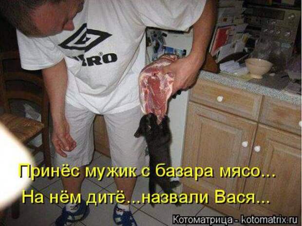 Котоматрицы(картинки с надписями)