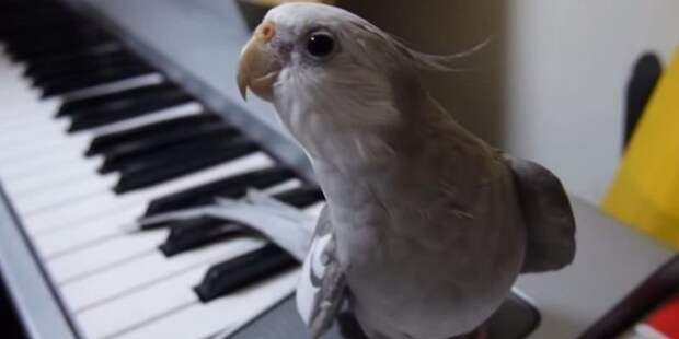 Попугай поет лучше, чем некоторые певцы.