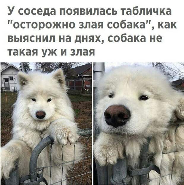 Осторожно злая собака
