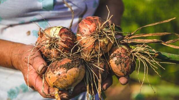 Поверьте: вырастить лук размером с кулак совсем не трудно