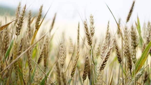 Экспортная цена выращенной в РФ пшеницы увеличилась