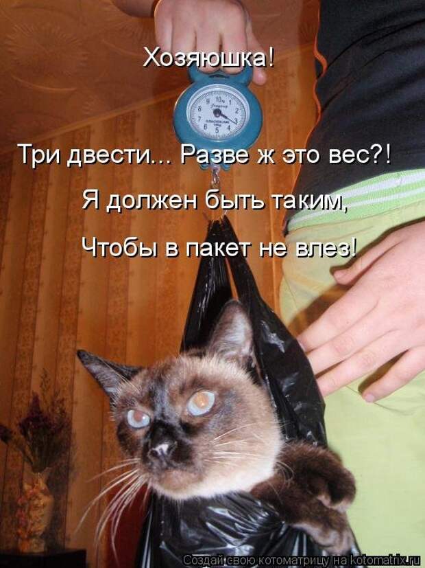 Веселые котоматрицы для настроения (13 фото)