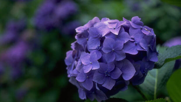 SHOT: из-за наводнения в Колумбии могут пропасть гортензии в России