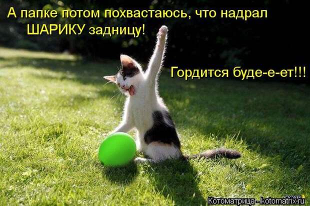 Лучшие котоматрицы недели Лучшие котоматрицы недели