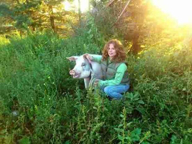Ontario pig with girl raising her for slaughter