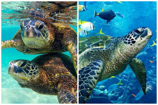 Морские черепахи ориентируются по магнитному полю Земли и могут благодаря ему возвращаться к месту своего рождения для откладывания яиц интересное, факты, фауна, черепахи