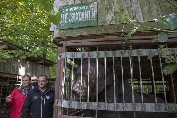 Владельцы животного поддались на уговоры и отдали его активистам зоозащитной организации животные, история, медведь, мир, притравка, спасение, украина