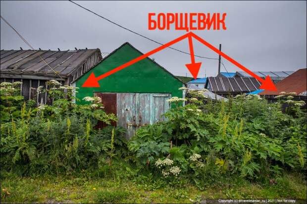 Удивительный факт: кому на Камчатке оказался нужным борщевик