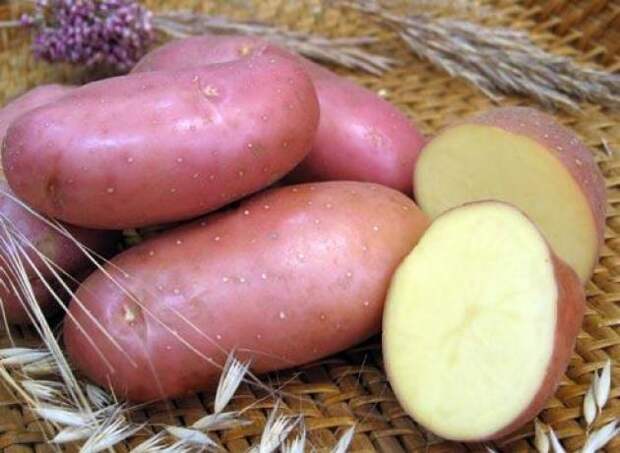 Лечение соками. Свежевыжатый сок картофеля (здоровое и лечебное питание)