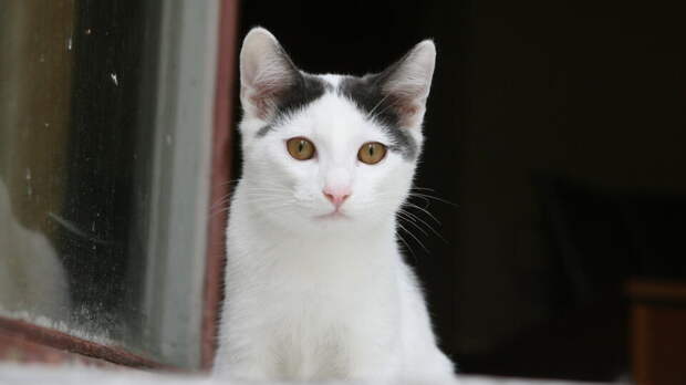 News: на австралийском острове хотят запретить ввоз и содержание кошек