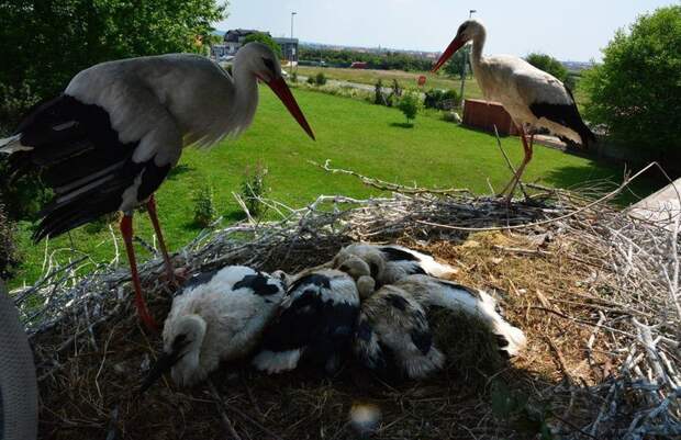 Amazing love story of one pair of storks 06