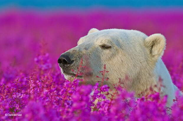 Белые мишки в цветочной поляне: фотографии Dennis Fast