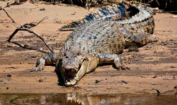 Гребнистый крокодил - самый большой крокодил в мире