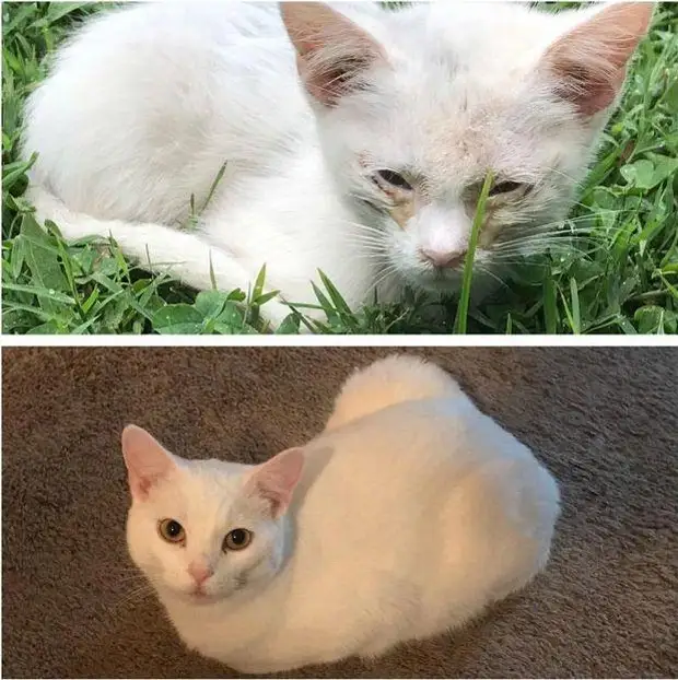 До и после того, как как их спасли и подарили дом