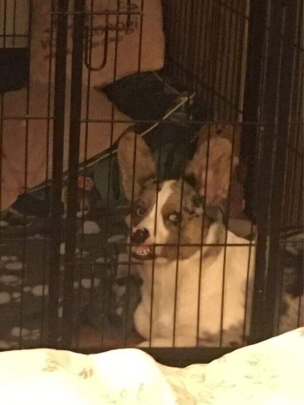 Bigpicture.ru забавных фото с животными, которые гарантированно поднимут вам настроение