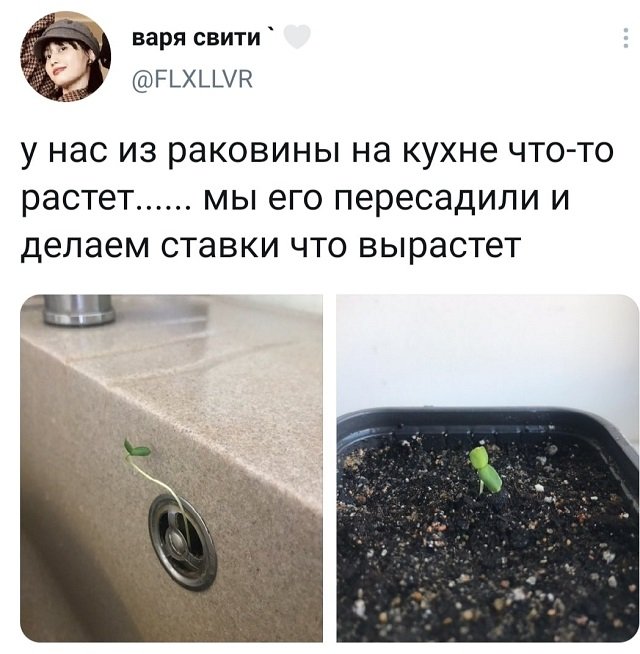 твит про кухню