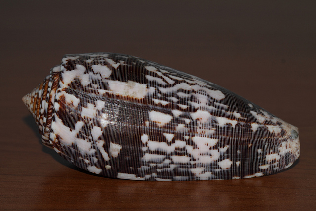 Conus Geographus "Geographer cone"