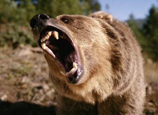 Нападение медведя на человека: кто виноват и что делать?