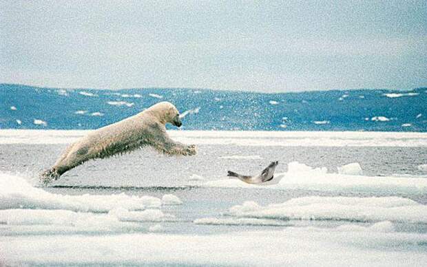 Белый медведь и Тюлень, Интересные факты о Белых Медведях