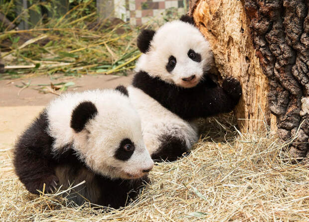 Мишки-панда .Фото Daniel Zupanc | Reuters | Schoenbrunn Zoo): животные, фото