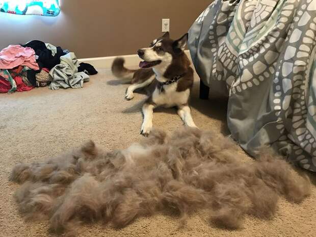 Get A Husky They Said, They Are So Pretty They Said