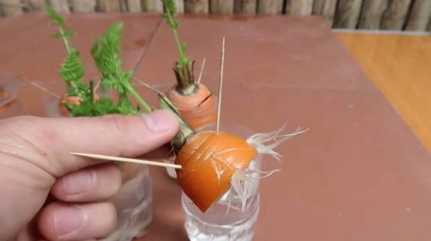 Вырастите морковь из обрезков, которые не идут в пищу. Свежая, сочная морковь без усилий