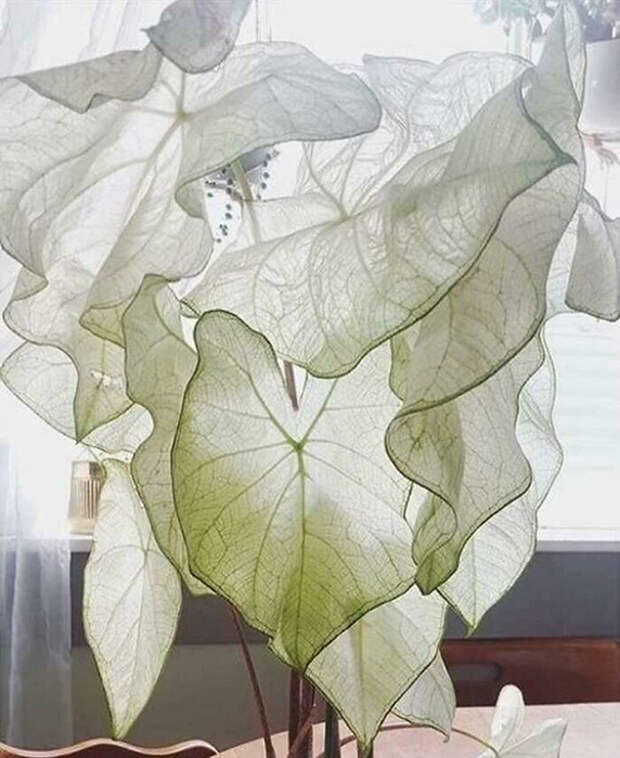 Призрак Каладиум (Caladium Moonlight). Призрак Каладиум (Caladium Moonlight).