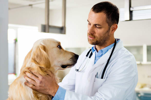 Ветеринар знает, когда вы его обманываете ветеринары, жиотные, кошки, полезно знать, собаки