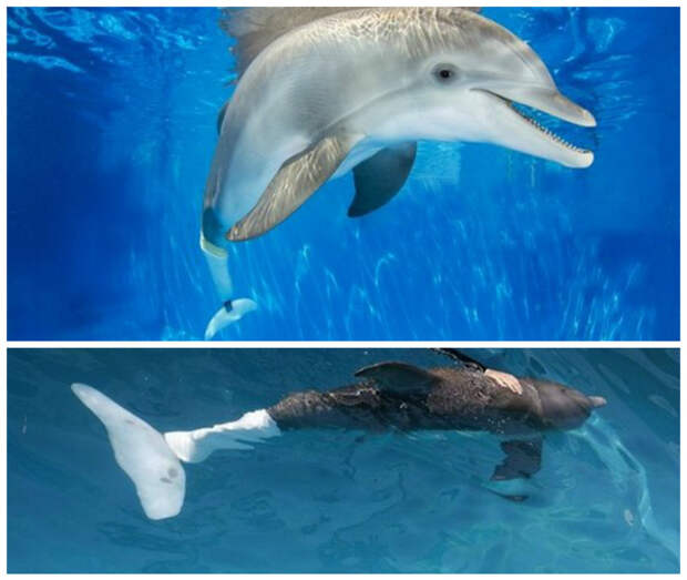 Дельфину Винетеру повредили хваос сетью для ловли крабов. Дельфин сам приплыл к людям за помощью. И ему сделали протез хвоста. Сегодня тысячи людей приезжают посмотреть на жизнерадостного дельфина доброта, животные, протезы, сострадание