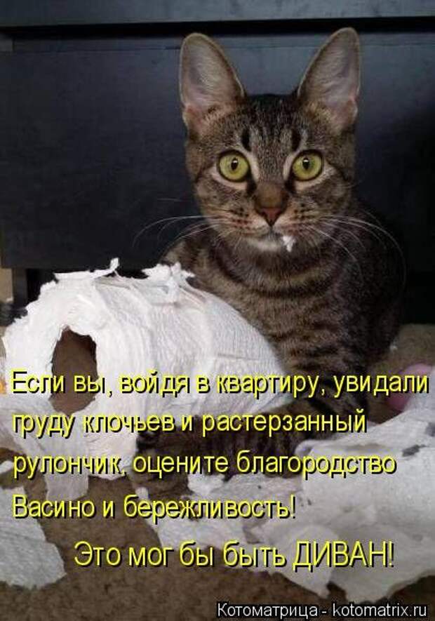 Новая котоматрица недели (39 фото)