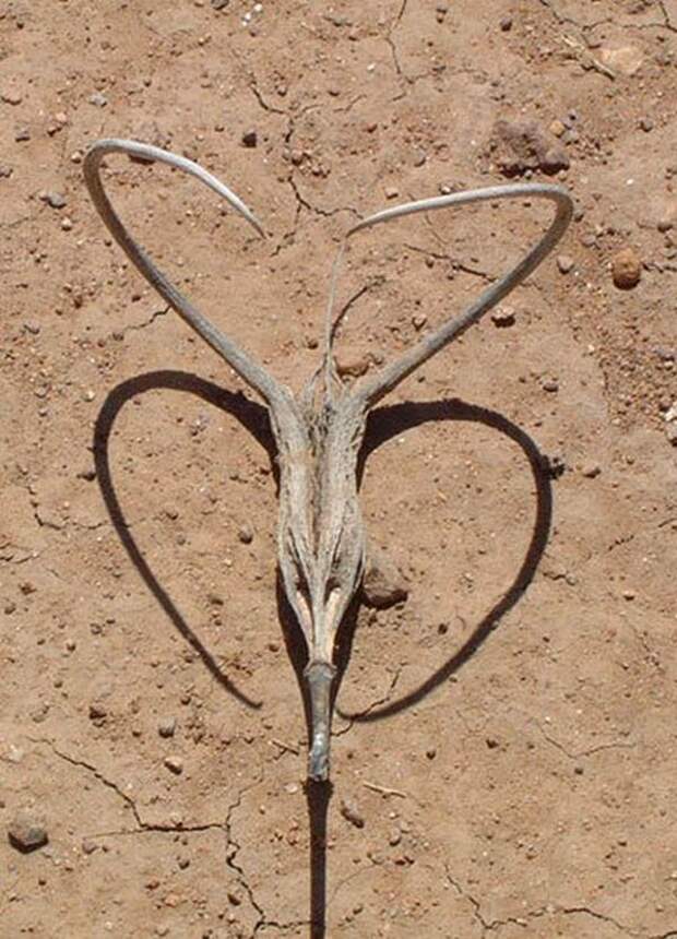 creepyplants17 Самые жуткие растения