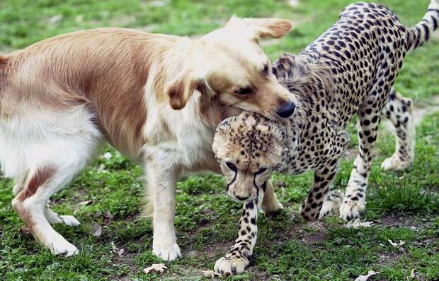 Про дружбу кошек с собаками o DOGS CHEETAHS facebook Про дружбу кошек с собаками