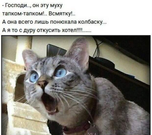Несколько задорных открыток с отборным юмором