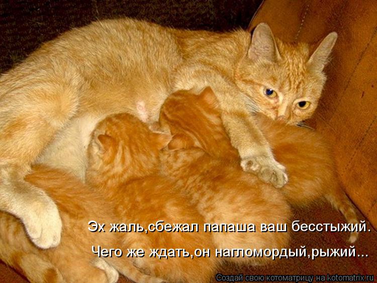 Котоматрица: Эх жаль,сбежал папаша ваш бесстыжий. Чего же ждать,он нагломордый,рыжий...